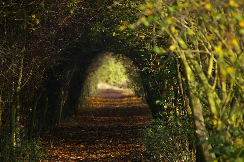 Walking in Nature